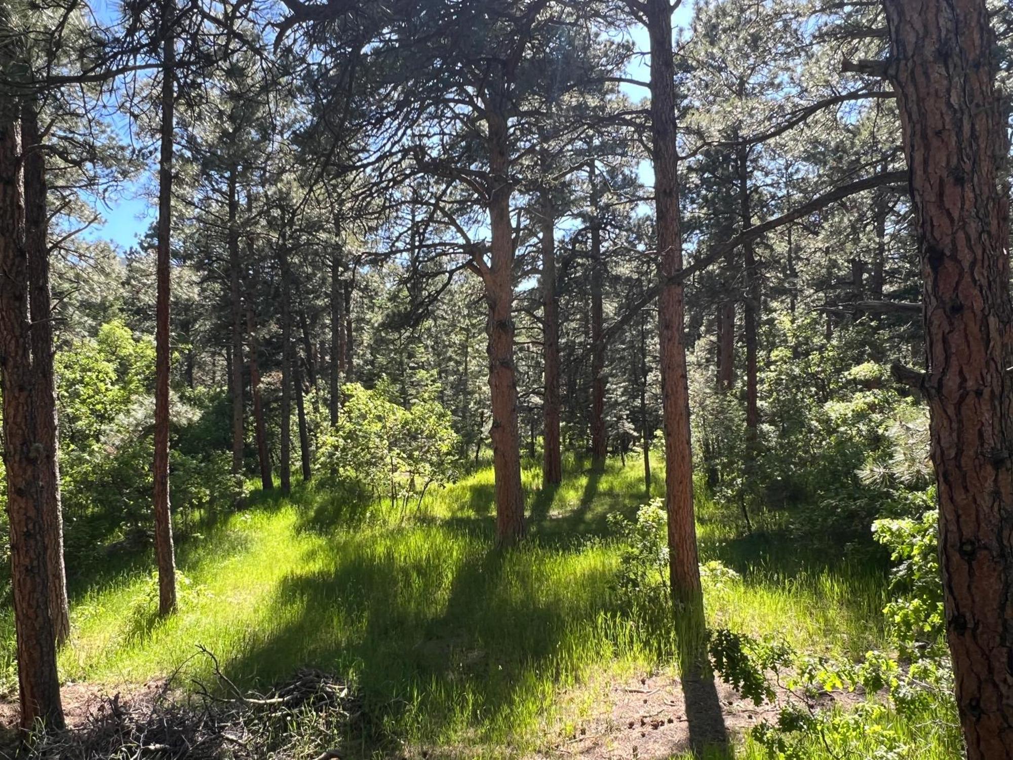 Cozy Cabin On The Creek Colorado City エクステリア 写真